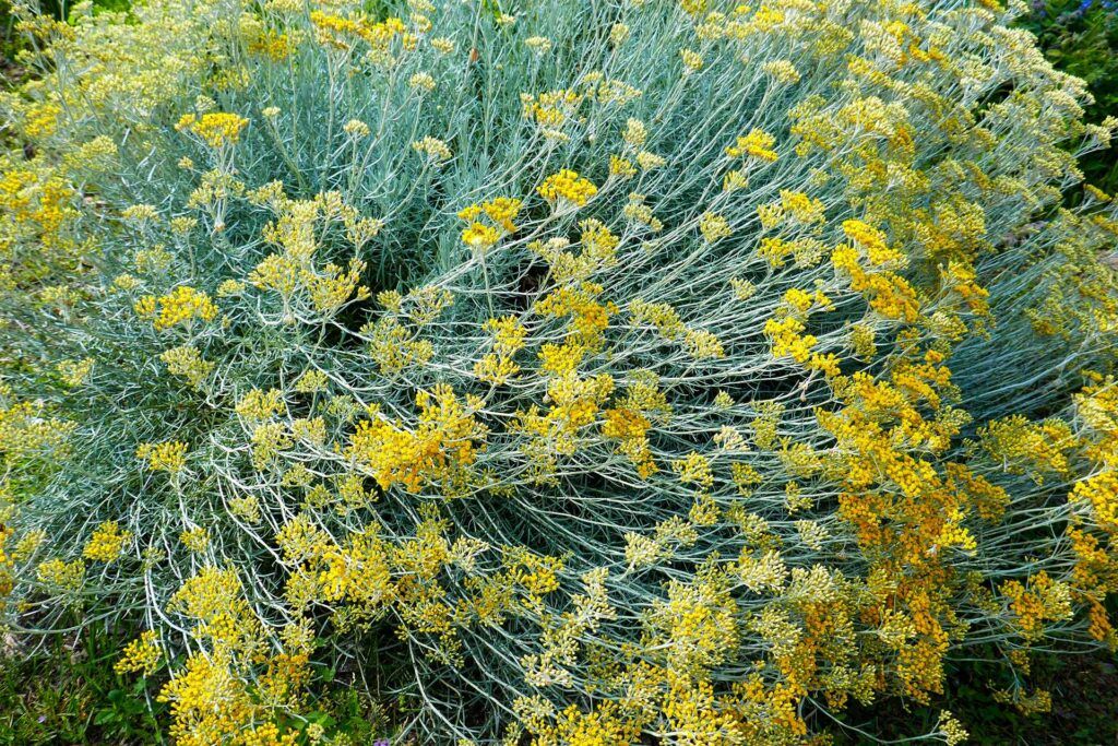 L'hélichryse ou l'immortelle d'Italie.